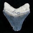 Bargain Bone Valley Megalodon Tooth #4191-1